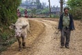 Farmer walks his albino buffalo along mountain road.