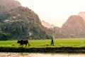 A farmer walks his cow through a rice field and mountains of northern Vietnam. Royalty Free Stock Photo