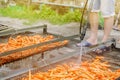 The farmer washes of the soil from freshly harvested carrots using pressure washer. Eco friendly products. Agriculture. Farming. Royalty Free Stock Photo