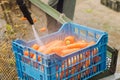 The farmer washes of the soil from freshly harvested carrots using pressure washer. Eco friendly products. Agriculture. Farming. Royalty Free Stock Photo