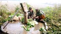 Farmer washing white radishes in the water in the farm