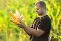 Farmer watching a corncob in a cornfield