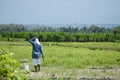 A Farmer Watchs the Field Royalty Free Stock Photo