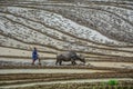 A farmer with water buffalo on the field Royalty Free Stock Photo