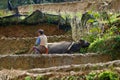 Farmer and water buffalo at work in the rice fields of Yunnan, China. Yuanyang, Yunnan, China Royalty Free Stock Photo