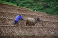 Farmer with water buffalo working on field Royalty Free Stock Photo