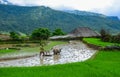 Farmer with water buffalo working on field Royalty Free Stock Photo