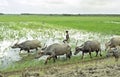 Farmer with water buffaloes on his way to croplands Royalty Free Stock Photo