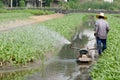 Farmer water plant in canal