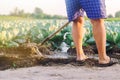 Farmer watering of agricultural crops, countryside, natural watering, village, irrigation. cabbage plantations grow in the field. Royalty Free Stock Photo