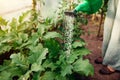 Farmer watering aubergine plants using watering can in greenhouse. Taking care of eggplant seedlings. Gardening Royalty Free Stock Photo