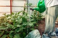 Farmer watering aubergine plants using watering can in greenhouse. Taking care of eggplant seedlings. Gardening Royalty Free Stock Photo