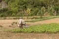 Farmer watering a farm field. Kampot, Cambodia