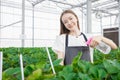 farmer watering fertilizer with foggy spray planting strawberry in indoor glass house with care happy smile
