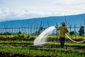 Farmer watering in the field