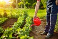 Farmer watering garden