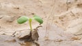 Farmer Watering Green Sprout on Rainless Field Land. Climate Change Ecological Problem Concept Background. 4K. Thailand.