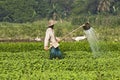 A Farmer is Watering Plants