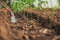 Farmer watering tomato plant in greenhouse, homegrown organic vegetables