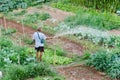 Farmer watering vegetable in Thailand countryside.