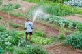 Farmer watering vegetable in Thailand countryside.