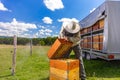 Farmer wearing bee suit Royalty Free Stock Photo