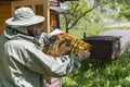 Farmer wearing bee suit working with honeycomb in apiary. Beekeeping in countryside. Male beekeeper in a beekeeper costume, Royalty Free Stock Photo