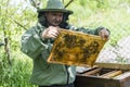 Farmer wearing bee suit working with honeycomb in apiary. Beekeeping in countryside. Male beekeeper in a beekeeper costume, Royalty Free Stock Photo