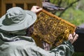 Farmer wearing bee suit working with honeycomb in apiary. Beekeeping in countryside. Male beekeeper in a beekeeper costume, Royalty Free Stock Photo