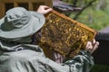 Farmer wearing bee suit working with honeycomb in apiary. Beekeeping in countryside. Male beekeeper in a beekeeper costume, Royalty Free Stock Photo