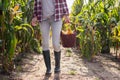 Farmer with rubber boots standing in corn field Royalty Free Stock Photo