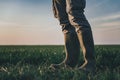 Farmer wearing rubber boots standing in wheatgrass field Royalty Free Stock Photo