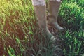 Farmer wearing rubber boots standing in wheatgrass field Royalty Free Stock Photo