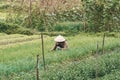 Farmer wearing traditional Vietnamese hat on field in Vietnam. Worker doing agriculture work in plant. Life of a man or woman on