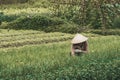 Farmer wearing traditional Vietnamese hat on field in Vietnam. Worker doing agriculture work in plant. Life of a man or woman on