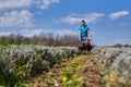 Farmer weeding the lavender field