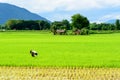 A farmer is weeding in a paddy field