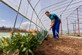 Farmer weeding the spring onions