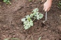 Farmer weeding young watermelon plant