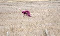 Farmer in a wheat field