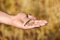 Farmer with wheat in field, closeup. Cereal farming