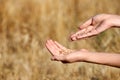 Farmer wheat grains in field, closeup. Cereal farming