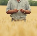 Farmer with wheat in hands. Royalty Free Stock Photo