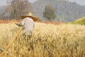 Farmer with wheat in hands. Field of wheat Royalty Free Stock Photo