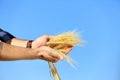 Farmer with wheat spikelets against blue , closeup. Cereal grain crop