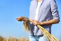 Farmer with wheat spikelets against blue sky. Cereal grain crop