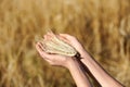 Farmer with spikelets in field, closeup. Cereal grain crop