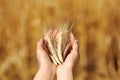 Farmer with wheat spikelets in field, closeup.