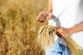 Farmer with wheat spikelets in field, closeup. Cereal grain