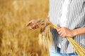 Farmer with wheat spikelets in field, closeup.